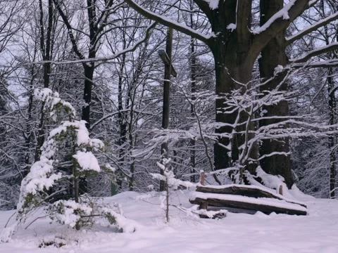 Forest hill top in winter with cross Видео 342543537