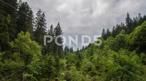 Forest on hill with valley Stock Photos