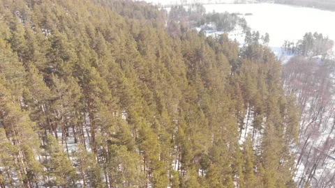 Forest Hills Stock Footage 147049334