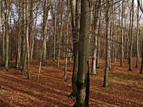 Forest hillside bare, trees Stock Photos