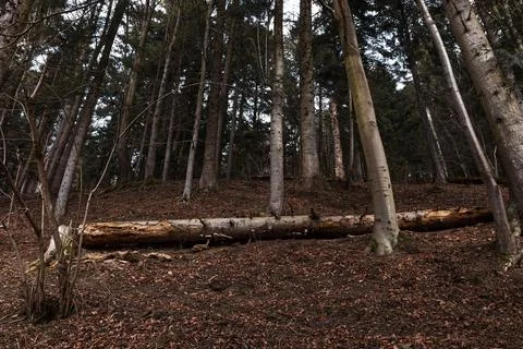 Forest Hillside with Fallen Tree Trunk and Tall Woodland Trees Fotos de archivo