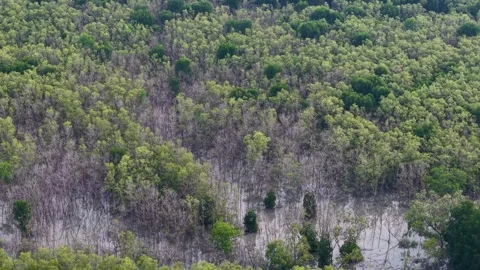 Forest hillside features dense green trees and dry areas Stock Footage 340862103