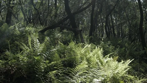 Forest Hillside Stock Footage 107129379