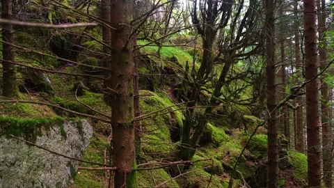 A forest on a hillside. Stock Footage 197338980