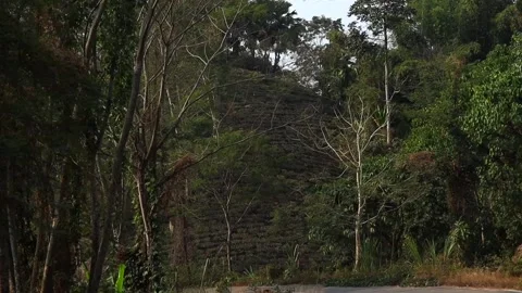 Forest hillside landscape with dense vegetation and tea plantation Stock Footage 330709139