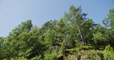 Forest hillside with pine and birch trees on a rocky slope under clear blue sky Stock-Footage 317070721
