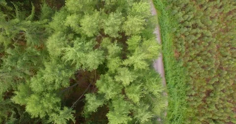 Forest with Hillwalker Stock Footage 76394034