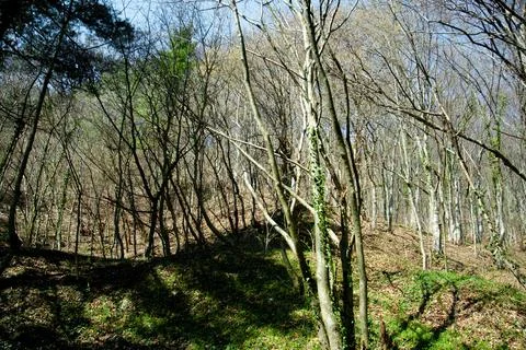 Forest in a hilly area surrounded by spring greenery and autumn leaves. Fotos de archivo