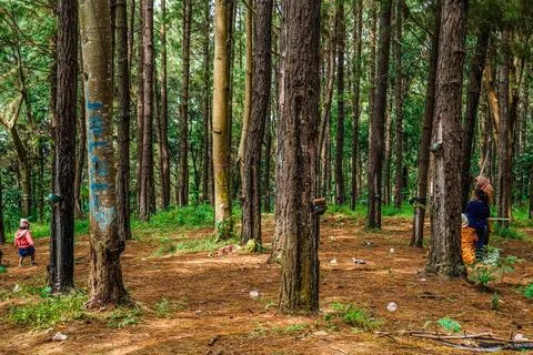 Forest holiday Stock Photos