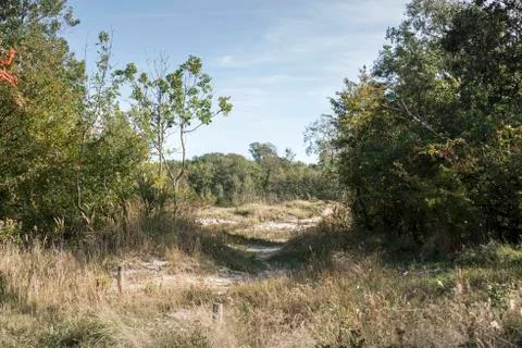 Forest in holland Stock Photos
