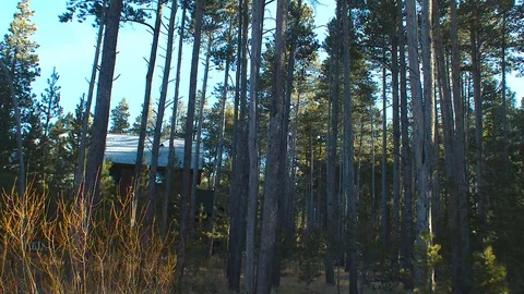 Forest Home Stock Footage 86171008
