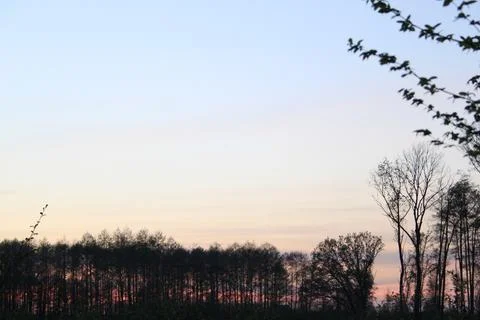 Forest horizon at sunset Fotos de archivo