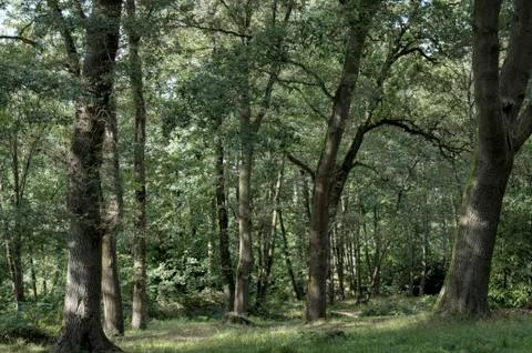 Forest horizontal view Stock Photos