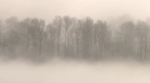 Forest of Horrors - misty Stock Footage 44961756