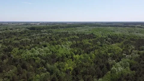 Forest horsefarm Stock Footage 166457281