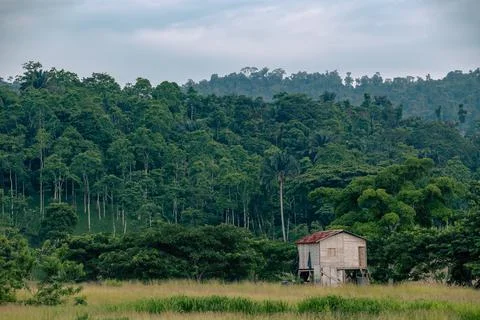 Forest house Foto stock