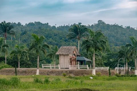 Forest house Foto stock