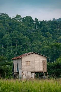 Forest house Foto stock