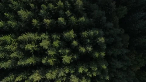 Forest With Huge Green Trees From Above Drone Shot.  Stock Footage 141503606
