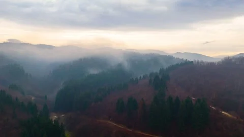 Forest With Huge  Trees From Above By Overhead Drone Shot Stock Footage 273381166