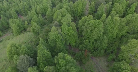 Forest at Huilo Huilo Park - Patagonia - Chile Stock Footage