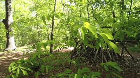 FOREST HUT Stock Footage 194856865