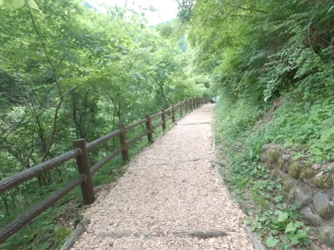 Forest Hyperlapse 動画素材 134383481