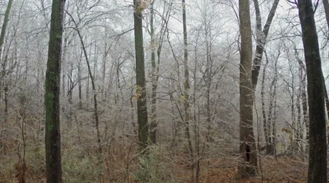 Forest Ice Storm Stock Footage 33287279