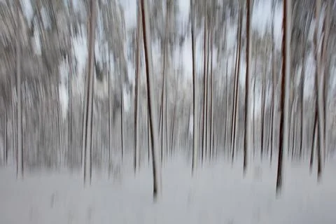 Forest ICM. Foto stock