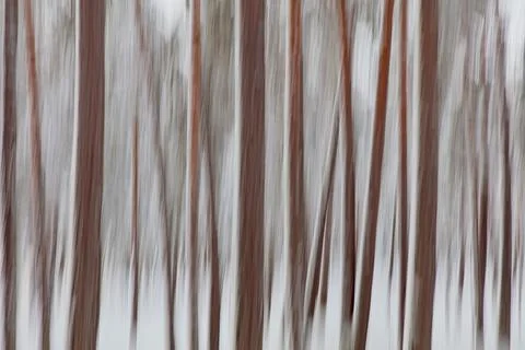 Forest ICM. Stock Photos