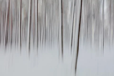 Forest ICM. Stock Photos