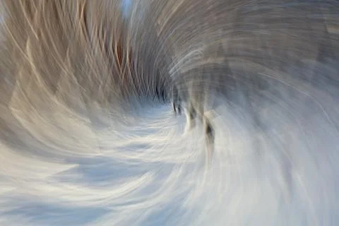 Forest ICM. Stock Photos