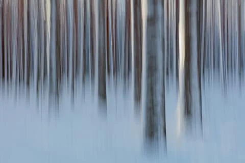 Forest ICM. Stock Photos