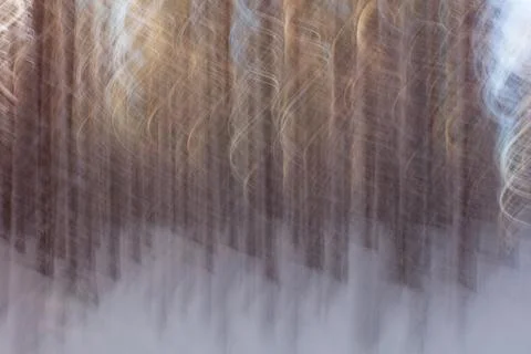 Forest ICM. Stock Photos