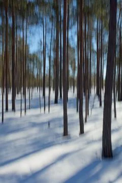 Forest ICM. Stock Photos