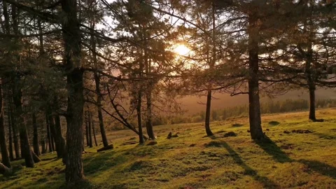 Forest illuminated by the last rays of sun Stock Footage 138959423