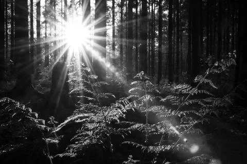 Forest Illumination with backlight Stock Photos