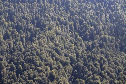 Forest image. Forest with different trees. Anatolian forests Stock Photos