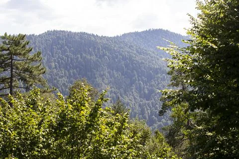 Forest image. Forest with different trees. Anatolian forests Stock Photos