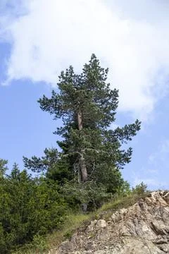 Forest image. Forest with different trees. Anatolian forests Stock Photos