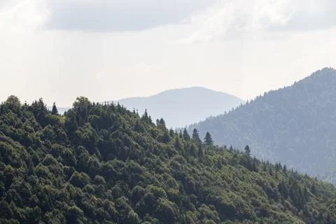 Forest image. Forest with different trees. Anatolian forests Stock Photos