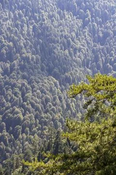 Forest image seen through tree leaves. Forest image taken in cloudy weather Stock Photos
