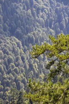 Forest image seen through tree leaves. Forest image taken in cloudy weather Stock Photos