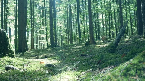 Forest ind Spring / Summer 動画素材 129258626