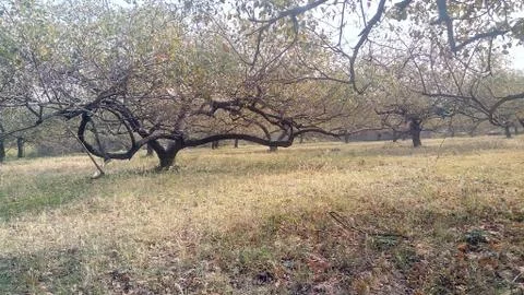 THIS IS THE FOREST IN INDIA . Stock Photos