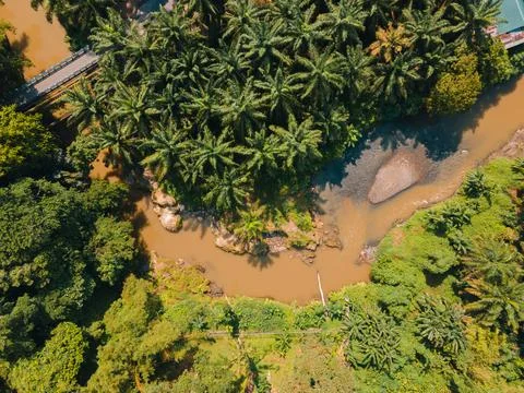 Forest in indonesia Stock Photos
