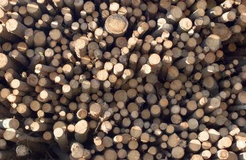 Forest industry log pile Stock Photos