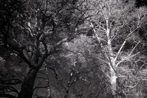 Forest in infrared Stock-Fotos