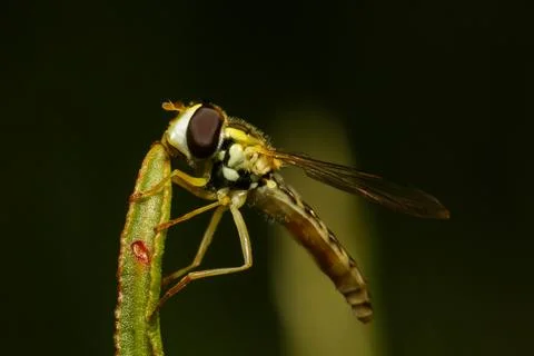 Forest insect, forest bee, macro Stock Photos