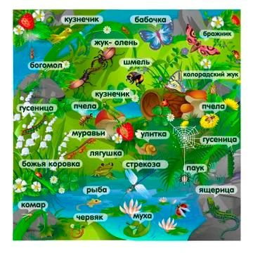 Forest insects with inscriptions Stock Illustration